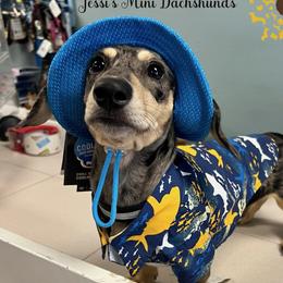 Doc - Dachshund