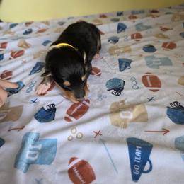 Yellow - Black white and tan male Collie puppy in Wykoff, Minnesota from Country Collies