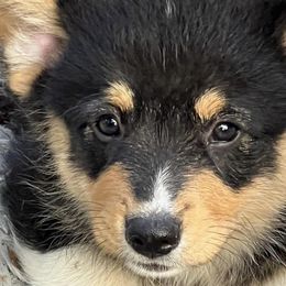 American Corgis, Cardigan Welsh Corgis, and Pembroke Welsh Corgis from Schumaker Corgis