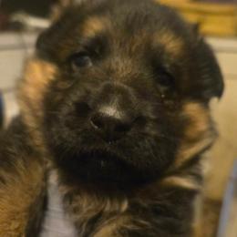 German Shepherd puppies from Mark Carfagno's Pups