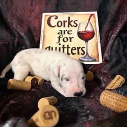 Cabernet - White and black female Dalmatian puppy in Claremore, Oklahoma from Lotsofdots Dalmatians