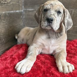 Great Dane Puppies from Top Brackett Danes