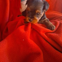 Sussy - Black and tan female Yorkshire Terrier puppy in Ocala, Florida from Yorkie  And Shih Tzu Love