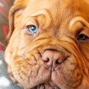 Santacera Bordeaux’s  Selena Kyle - “Sunny” - Fawn Dogue de Bordeaux puppy in Folsom, California from Santacera Dogue de Bordeaux