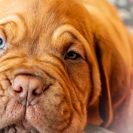 Santacera Bordeaux’s  Selena Kyle - “Sunny” - Fawn Dogue de Bordeaux puppy in Folsom, California from Santacera Dogue de Bordeaux