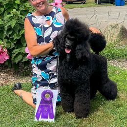 Maddy - Poodle