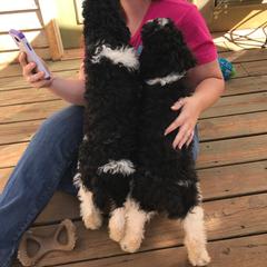 English Springer Spaniel and Springerdoodle Puppies from AVE Springer Spaniels