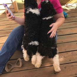 English Springer Spaniel and Springerdoodle Puppies from AVE Springer Spaniels