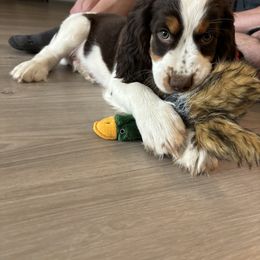 English Springer Spaniel Puppies from Desert Shadow Springers