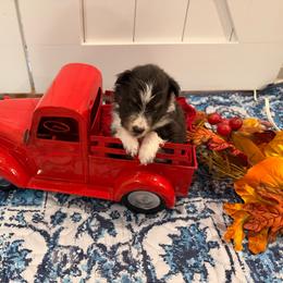 Miracle - Black white and tan female Shetland Sheepdog puppy in Tuscumbia, Alabama from Agee's World of Shelties