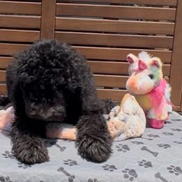 Beetle - Black female Sheepadoodle puppy in Glen Rose, Texas from Clevenger’s Sheepadoodle Fur Baby Farm