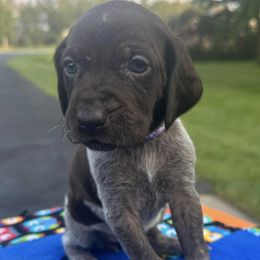 German Shorthaired Pointers from GSP Pup