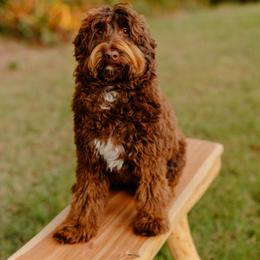 Eleanor - Australian Labradoodle