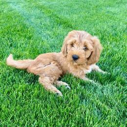 Aspen's Blue Female - Apricot female Goldendoodle puppy in Great Falls, Montana from Montana Goldendoodles