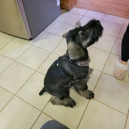Giant Schnauzer Puppies from House of Roth Giant Schnauzers