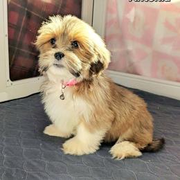Antonia - Red gold female Lhasa Apso puppy in Jefferson, New York from Absolute Lhasa Love