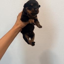Nala - Black and mahogany female Rottweiler puppy in Parker, Colorado from Denver Rotties