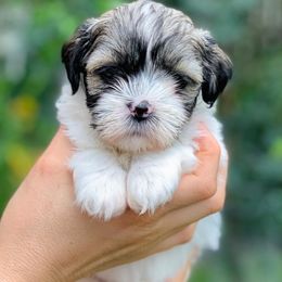 Lhasa Apso Puppies from Florida Lhasa Apso