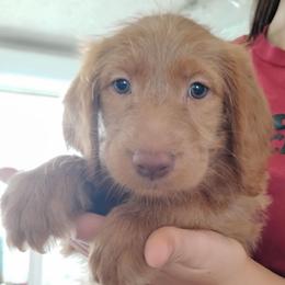 Rosie - Gold female Labradoodle puppy in Apache Junction, Arizona from Loving Doodle