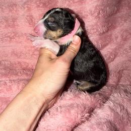Light pink collar - Black tan and white female Miniature Bull Terrier puppy in Port Charlotte, Florida from Cloud Nine Ranch Bullies