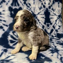 Bella - Merle female Bernedoodle puppy in Battle Creek, Michigan from T-Rose’s Bernedoodle & Pomsky Puppies