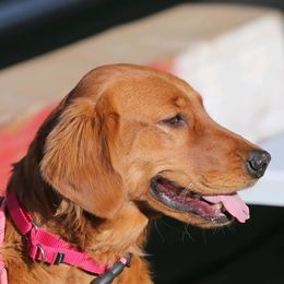 Crystal  - Golden Retriever