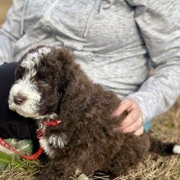 Cider - Brown and white male Aussiedoodle puppy in Marion, North Carolina from Puddles' Puppies