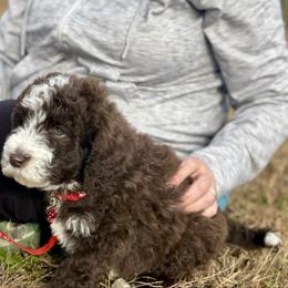 Cider - Brown and white male Aussiedoodle puppy in Marion, North Carolina from Puddles' Puppies