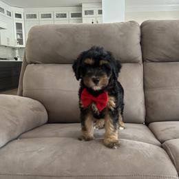 Chris - Phantom male Bernedoodle puppy in Mint Hill, North Carolina from DoodleForever