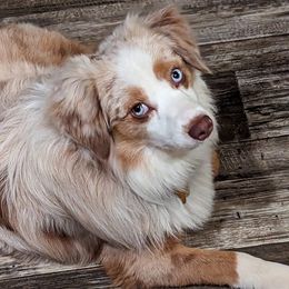 Miniature American Shepherds and Toy Australian Shepherds from Talatigi Aussies