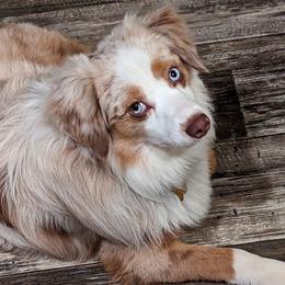 Miniature American Shepherds and Toy Australian Shepherds from Talatigi Aussies