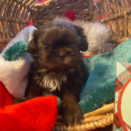 Deema - Chocolate female Shih Tzu puppy in Wyoming, Michigan from Shih Tzu Shenanigans