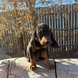 Miss Red - Black and tan female Black and Tan Coonhound puppy in Pueblo, Colorado from BT Coonhound