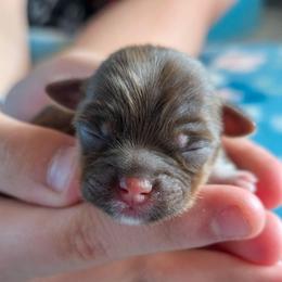Auguste - Green Collar - Liver male Shorkie puppy in Troy, Ohio from Ever After Tails