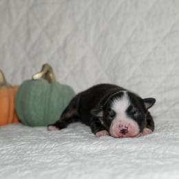 Joni Mitchell - Black tri-color female Australian Shepherd puppy in Bristol, New Hampshire from NewFound Lake Aussies