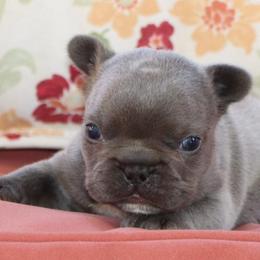 Nelly - Blue female French Bulldog puppy in Winnsboro, Texas from JP Ranch Bulldogs