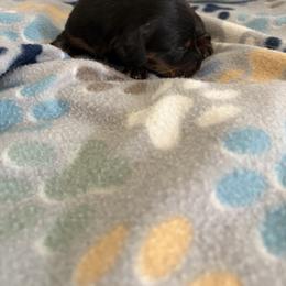 Thancred - Black and tan male Dachshund puppy in Conroe, Texas from R&M Dachshunds