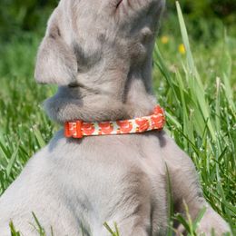 French Bulldogs and Weimaraners from Surreal French Bulldogs and Weimaraners