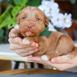 Bumble - Red  male Goldendoodle puppy in Salado, Texas from Red Ranch Dogs