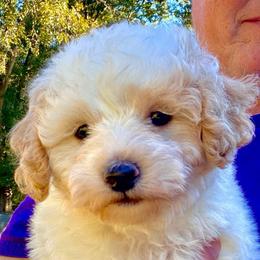 Knox (AKA Butterball) - Parti male Poodle puppy in Alpine, Alabama from Alpine Acres Poodles