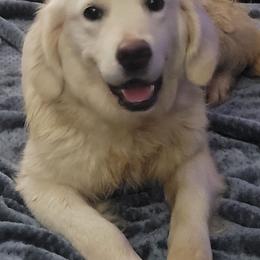 Shasta - Golden Retriever