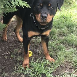 Rottweiler Puppies from Vom Gryphonberg