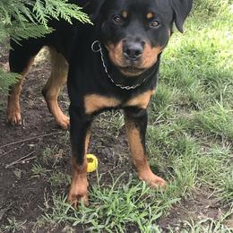 Rottweiler Puppies from Vom Gryphonberg