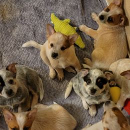Australian Cattle Dog Puppies from Miller Australian Cattle Dogs