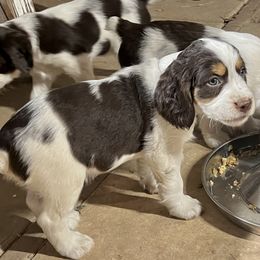 English Springer Spaniel Puppies from Desert Shadow Springers