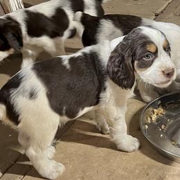 English Springer Spaniel Puppies from Desert Shadow Springers