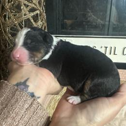 Thor - Black tri-color male Australian Shepherd puppy in Hemet, California from Perfect Companion Aussie's