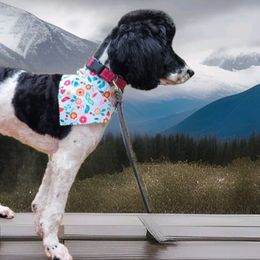 Poodles from Pruitt Family Kennels