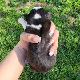 Australian Shepherd Puppies from SMartAuss Farm Australian Shepherds