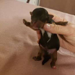 Boy 1 - Yorkshire Terrier puppy in Corryton, Tennessee from Tindalls House Mtn Yorkies